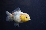 Yuan Bao Oranda Calico 3.5 Inch (ID#1224Yb10b-67) Free2Day SHIPPING