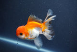 Juvenile Thai Oranda  Tricolor 4 Inch (ID#1011To13b-89) Free2Day SHIPPING