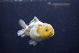 Yuan Bao Oranda Calico 3.5 Inch (ID#1224Yb10b-67) Free2Day SHIPPING