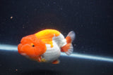 Jumbo Lionchu  Red White 4.5 Inch (ID#1231R12a-18)