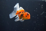 Thai Oranda  Calico 3.5 Inch (ID#1004ToPTA-35) Free2Day SHIPPING