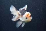 Thai Oranda  Tricolor 5 Inch (ID#404T6c-119)