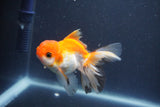 Juvenile Thai Oranda  Tricolor 4 Inch (ID#1011To13b-89) Free2Day SHIPPING