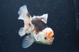 Thai Oranda  Tricolor 5 Inch (ID#404T6c-119)