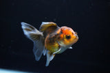 Juvenile Thai Oranda  Tricolor 3.5 Inch (ID#1108To13b-88) Free2Day SHIPPING