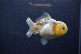 Yuan Bao Oranda Calico 3.5 Inch (ID#1224Yb10b-67) Free2Day SHIPPING