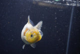 Yuan Bao Oranda Calico 3.5 Inch (ID#1224Yb10b-67) Free2Day SHIPPING