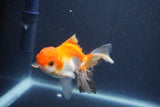 Juvenile Thai Oranda  Tricolor 4 Inch (ID#1011To13b-89) Free2Day SHIPPING