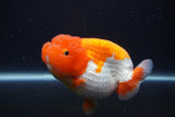 Jumbo Lionchu  Red White 4.5 Inch (ID#1231R12a-18)