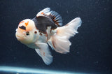 Thai Oranda  Tricolor 5 Inch (ID#404T6c-119)