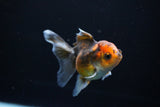 Juvenile Thai Oranda  Tricolor 3.5 Inch (ID#1108To13b-88) Free2Day SHIPPING