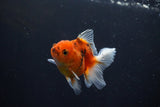 Thai Oranda  Calico 3 Inch (ID#1004ToPTA-36) Free2Day SHIPPING