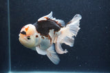 Thai Oranda  Tricolor 5 Inch (ID#404T6c-119)