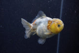 Yuan Bao Oranda Calico 3.5 Inch (ID#1224Yb10b-67) Free2Day SHIPPING