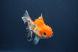 Juvenile Thai Oranda  Tricolor 4 Inch (ID#1011To13b-89) Free2Day SHIPPING