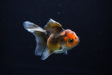 Juvenile Thai Oranda  Tricolor 3.5 Inch (ID#1108To13b-88) Free2Day SHIPPING