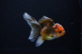 Juvenile Thai Oranda  Tricolor 3.5 Inch (ID#1108To13b-88) Free2Day SHIPPING