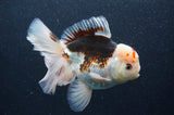 Thai Oranda  Tricolor 5 Inch (ID#404T6c-119)