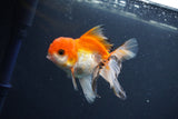 Juvenile Thai Oranda  Tricolor 4 Inch (ID#1011To13b-89) Free2Day SHIPPING