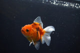 Thai Oranda  Calico 3 Inch (ID#1004ToPTA-36) Free2Day SHIPPING