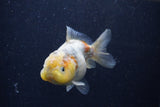 Yuan Bao Oranda Calico 3.5 Inch (ID#1224Yb10b-67) Free2Day SHIPPING