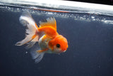 Juvenile Thai Oranda  Tricolor 4 Inch (ID#1011To13b-89) Free2Day SHIPPING