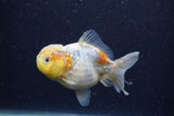 Yuan Bao Oranda Calico 3.5 Inch (ID#1224Yb10b-67) Free2Day SHIPPING