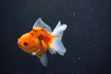 Thai Oranda  Calico 3 Inch (ID#1004ToPTA-36) Free2Day SHIPPING