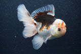 Thai Oranda  Tricolor 5 Inch (ID#404T6c-119)