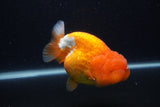 Jumbo Lionchu  Red White 5 Inch (ID#1231R12a-19)