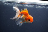 Juvenile Thai Oranda  Tricolor 4 Inch (ID#1011To13b-89) Free2Day SHIPPING