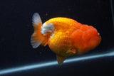 Jumbo Lionchu  Red White 5 Inch (ID#1231R12a-19)