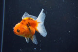 Thai Oranda  Calico 3 Inch (ID#1004ToPTA-36) Free2Day SHIPPING