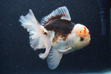 Thai Oranda  Tricolor 5 Inch (ID#404T6c-119)