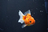 Thai Oranda  Calico 3 Inch (ID#1004ToPTA-36) Free2Day SHIPPING