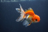 Juvenile Thai Oranda  Tricolor 4 Inch (ID#1011To13b-89) Free2Day SHIPPING