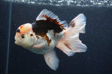 Thai Oranda  Tricolor 5 Inch (ID#404T6c-119)