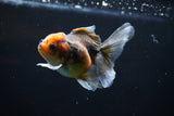 Juvenile Thai Oranda  Tricolor 3.5 Inch (ID#1108To13b-88) Free2Day SHIPPING