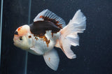 Thai Oranda  Tricolor 5 Inch (ID#404T6c-119)