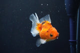 Thai Oranda  Calico 3 Inch (ID#1004ToPTA-36) Free2Day SHIPPING