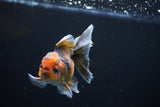 Juvenile Thai Oranda  Tricolor 3.5 Inch (ID#1108To13b-88) Free2Day SHIPPING