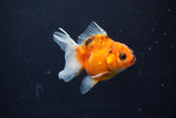 Thai Oranda  Calico 3 Inch (ID#1004ToPTA-36) Free2Day SHIPPING