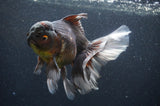 Thai Oranda  Tricolor 6 Inch (ID#404T6c-120)