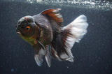 Thai Oranda  Tricolor 6 Inch (ID#404T6c-120)