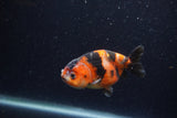 Juvenile Ranchu  Calico 3.5 Inch (ID#1220R9b-47) Free2Day SHIPPING