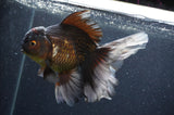 Thai Oranda  Tricolor 6 Inch (ID#404T6c-120)