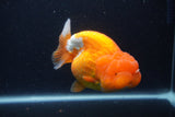 Jumbo Lionchu  Red White 5 Inch (ID#1231R12a-19)