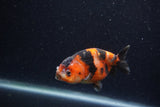 Juvenile Ranchu  Calico 3.5 Inch (ID#1220R9b-47) Free2Day SHIPPING