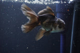 Juvenile Thai Oranda  Panda 4 Inch (ID#1008To13bPT4-95) Free2Day SHIPPING