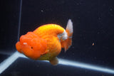 Jumbo Lionchu  Red White 5 Inch (ID#1231R12a-19)